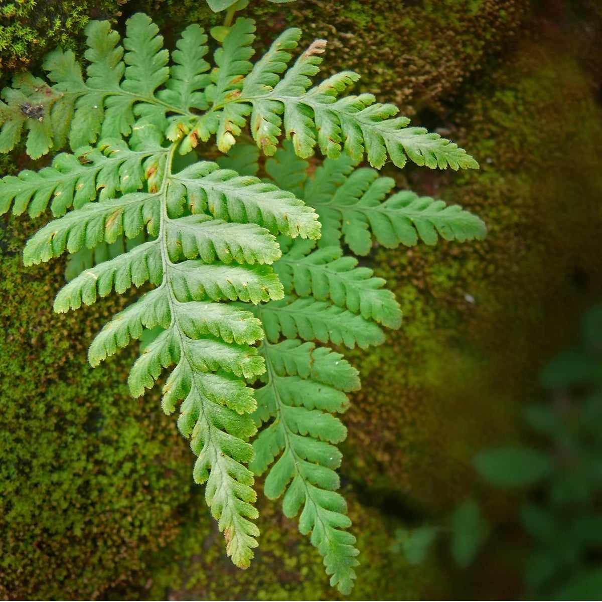 Alpine Fern Alpine Wood Fern | Dryopteris Wallichiana 'Jurassic Gold' – Roots Plants