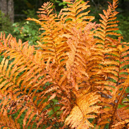 Autumn Fern | Dryopteris Erythrosora 'Koidzumiana' Perennial Bedding