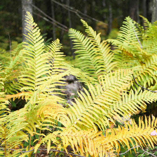 Autumn Fern | Dryopteris Erythrosora 'Koidzumiana' Perennial Bedding