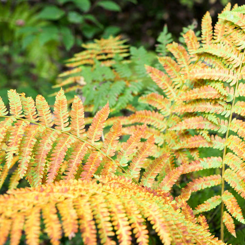 Autumn Fern | Dryopteris Erythrosora 'Koidzumiana' Perennial Bedding