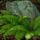 Japanese Lace fern | Polystichum polyblepharum Perennial Bedding