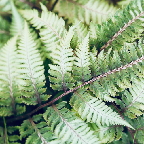 Japanese Lace fern | Polystichum polyblepharum Perennial Bedding