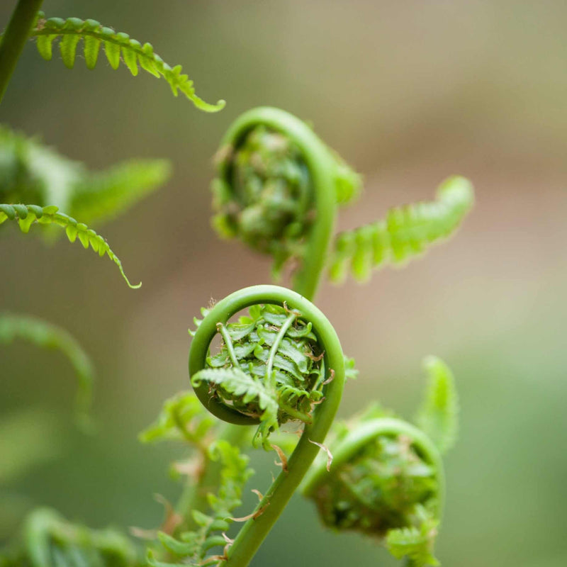 Japanese Lace fern | Polystichum polyblepharum Perennial Bedding
