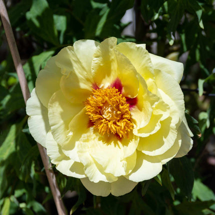 Itoh Peony 'Bartzella'