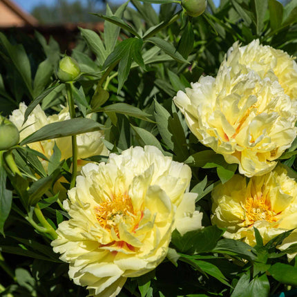 Itoh Peony 'Bartzella'