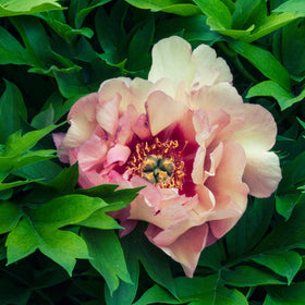 Itoh Peony 'Callies Memory'