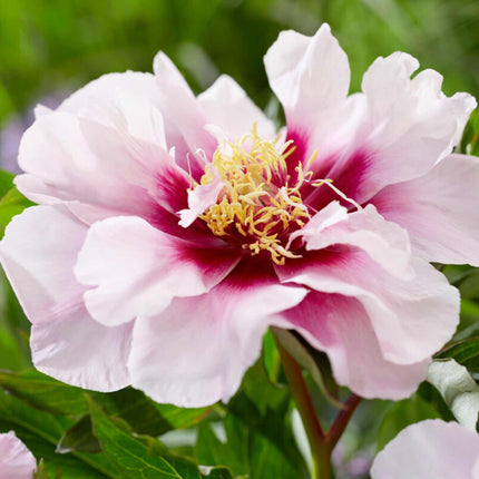 Itoh Peony 'Cora Louise'