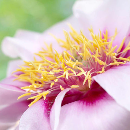 Itoh Peony 'Cora Louise'