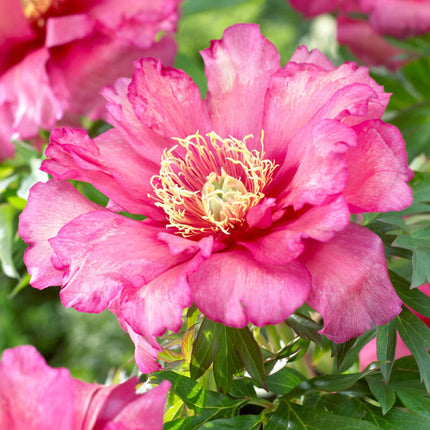 Itoh Peony 'Hillary'