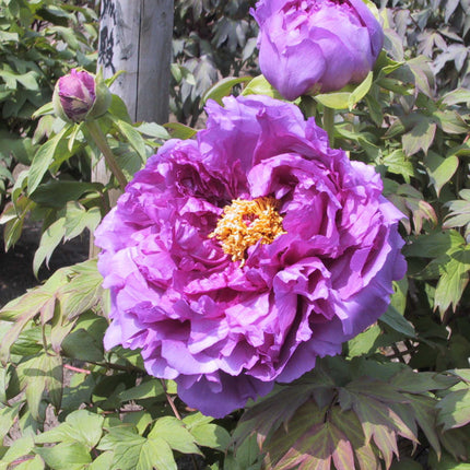 Tree Peony 'Ling Hua Zhan Lu'