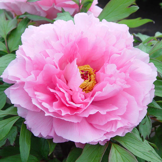 Tree Peony 'Rou Fu Rong'