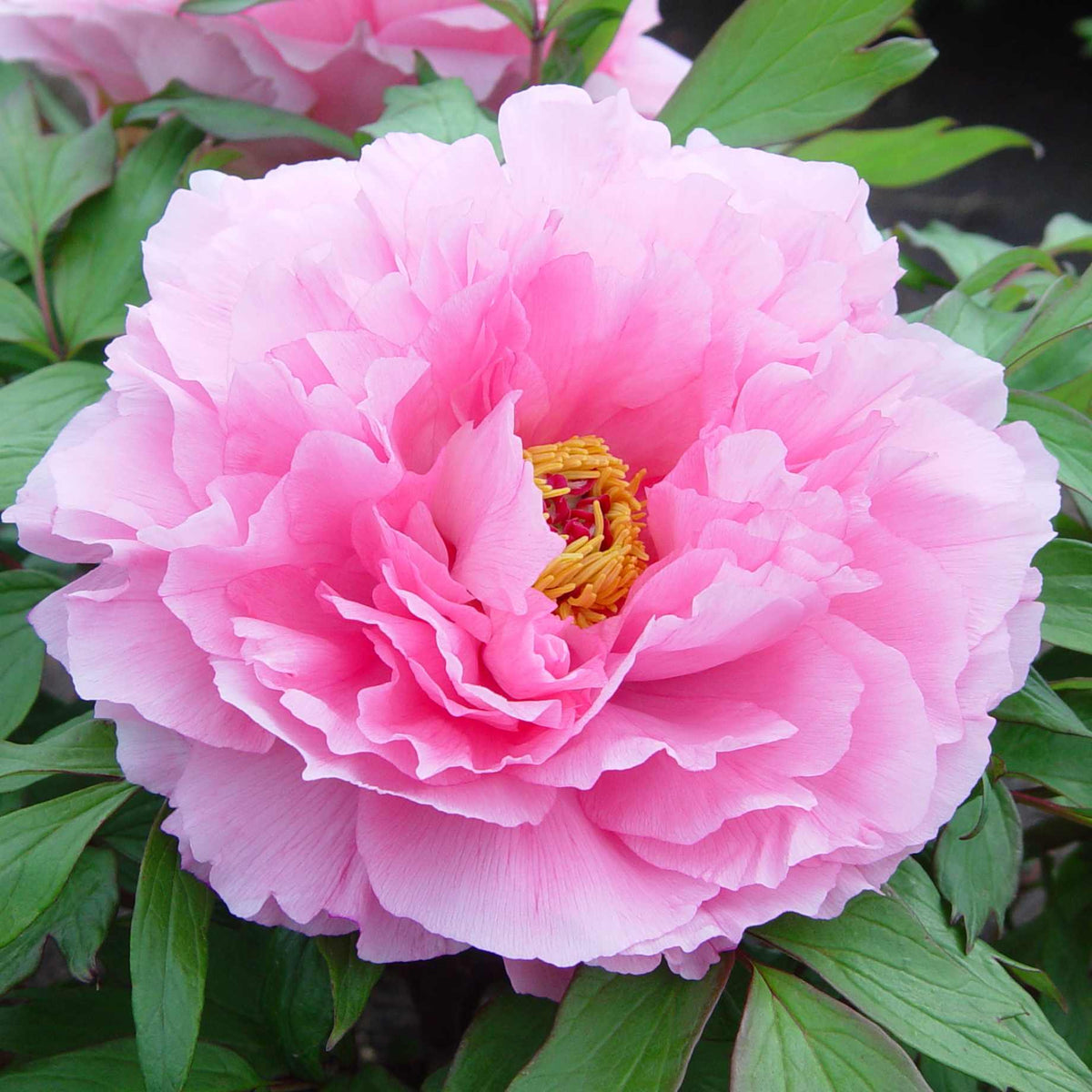 Tree Peony 'Rou Fu Rong' – Roots Plants
