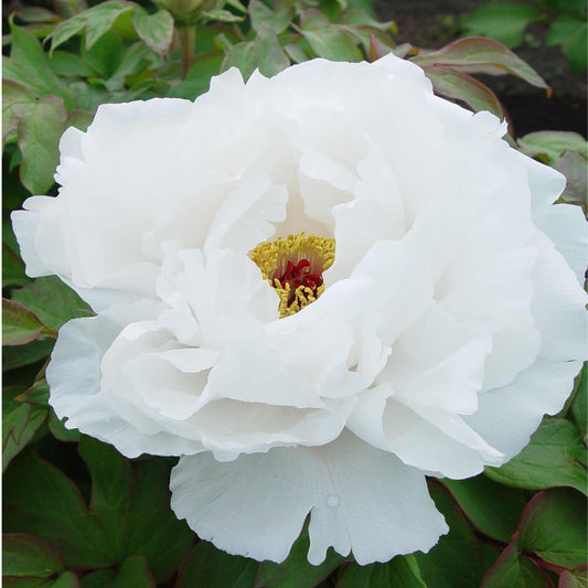 Tree Peony 'Bai Xue Ta'