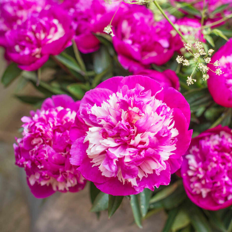 Peony 'Celebrity'