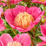 Peony 'Flame'