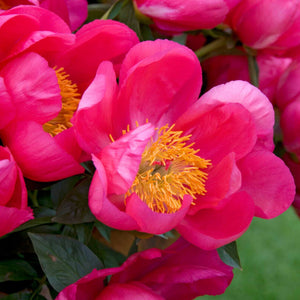 Peony 'Flame'