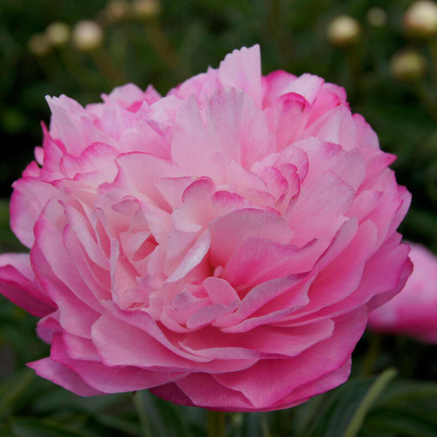 Peony 'Joker'