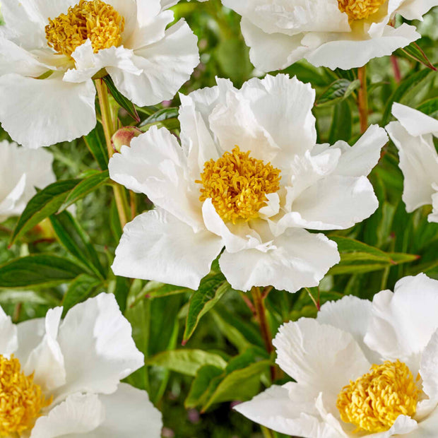 Peony 'Krinkled White'