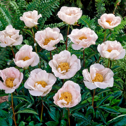 Peony 'Krinkled White'