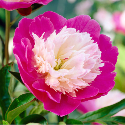 Peony 'Santa Fe' Perennial Bedding