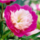Peony 'Santa Fe' Perennial Bedding