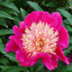 Peony 'Tom Cat' Perennial Bedding