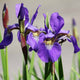 Iris X Robusta 'Dark Aura' Perennial Bedding