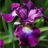 Iris Ensata 'Variegata' Perennial Bedding