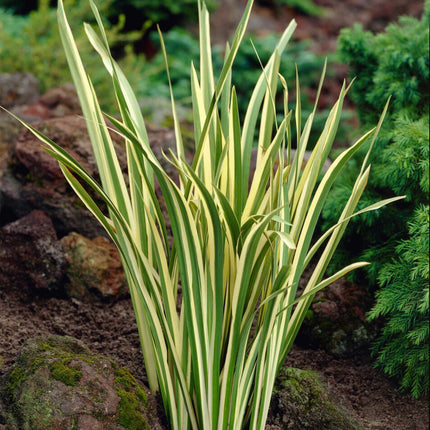 Iris Ensata 'Variegata' Perennial Bedding
