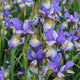 Iris Sibirica 'Peacock Pennywhistle' Perennial Bedding