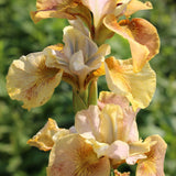 Iris Sibirica 'Peacock White Amber' Perennial Bedding