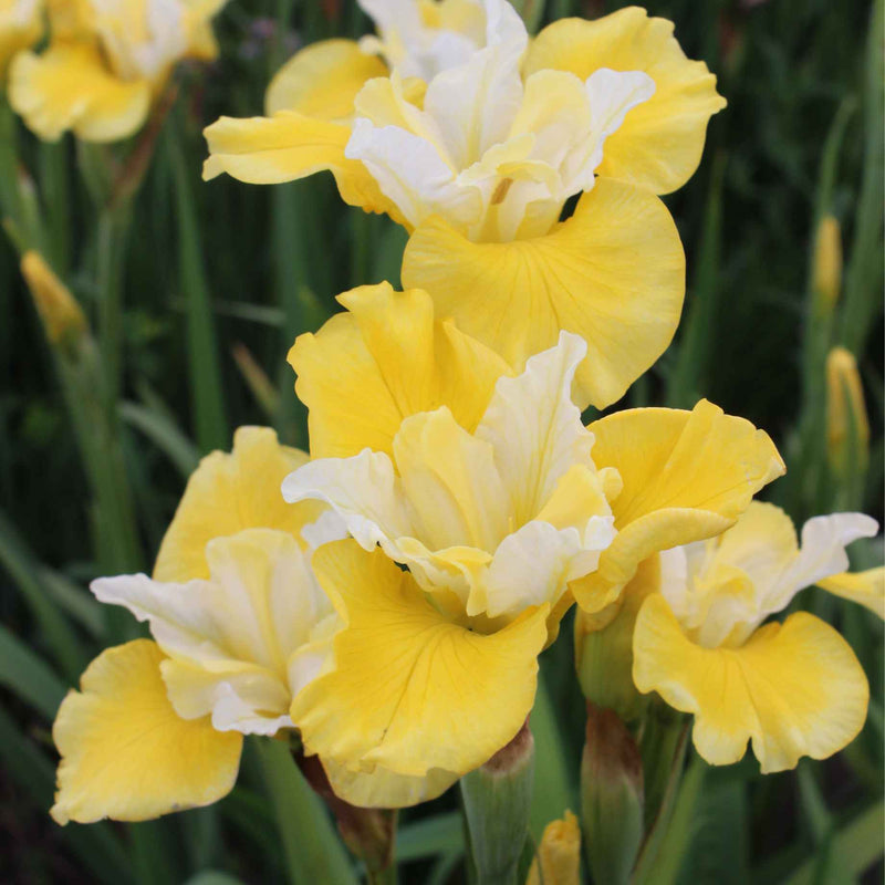 Iris Sibirica 'Peacock Butterfly Solar Energy' Perennial Bedding