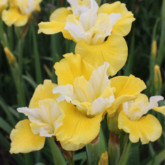 Iris Sibirica 'Peacock Butterfly Solar Energy' Perennial Bedding