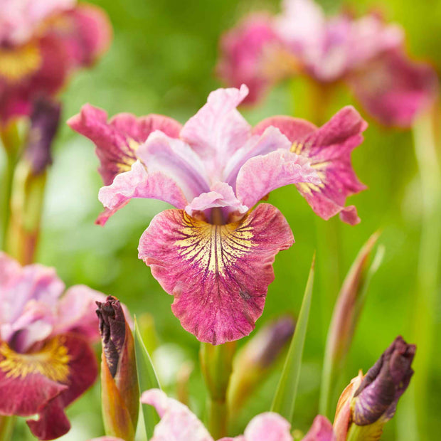 Iris Sibirica 'Peacock Butterfly Miss Apple' Perennial Bedding