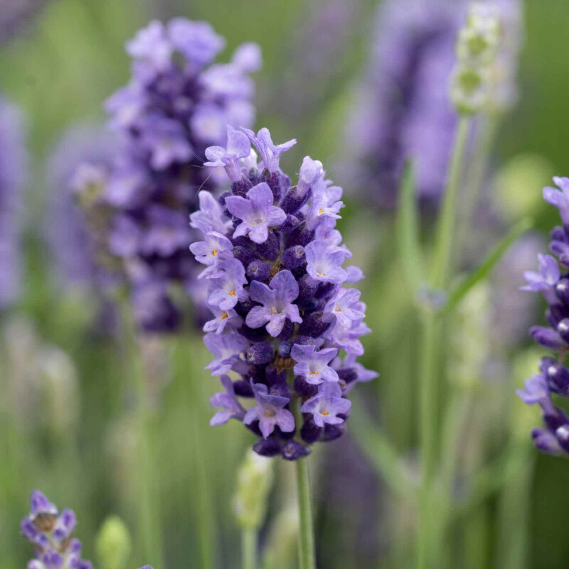 Lavender 'BeeZee Dark Blue'