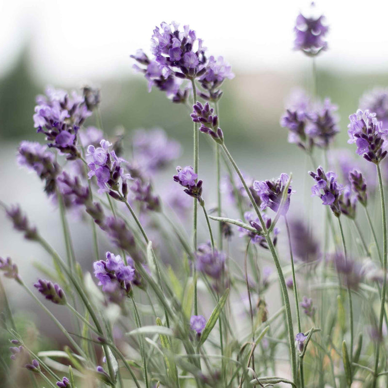 Lavender BeeZee Dark Blue Perennial Bedding