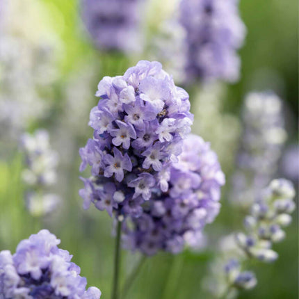 Lavender BeeZee Light Blue Perennial Bedding