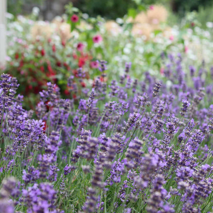 Lavender BeeZee Light Blue Perennial Bedding