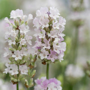 Lavender BeeZee Pink Perennial Bedding