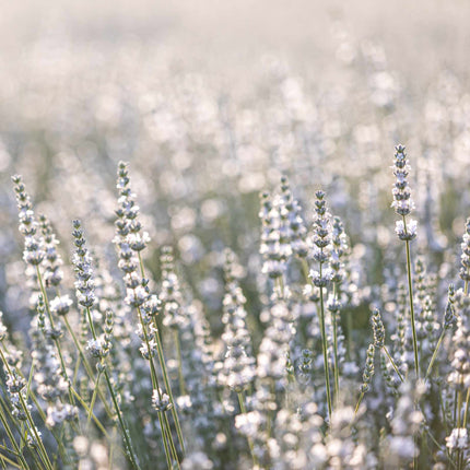 Lavender BeeZee Pink Perennial Bedding