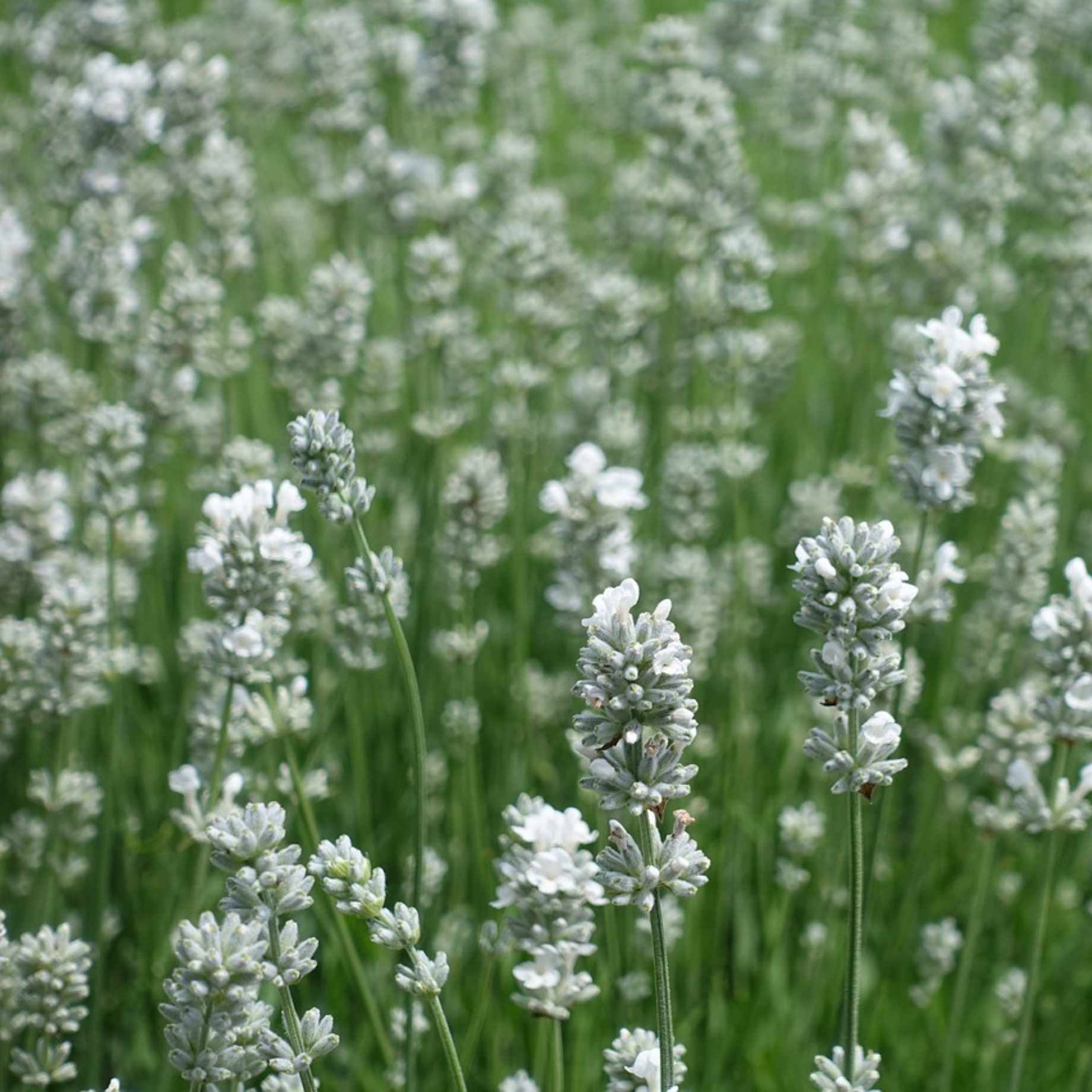 Lavender 'BeeZee White'