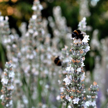 Lavender BeeZee White Perennial Bedding