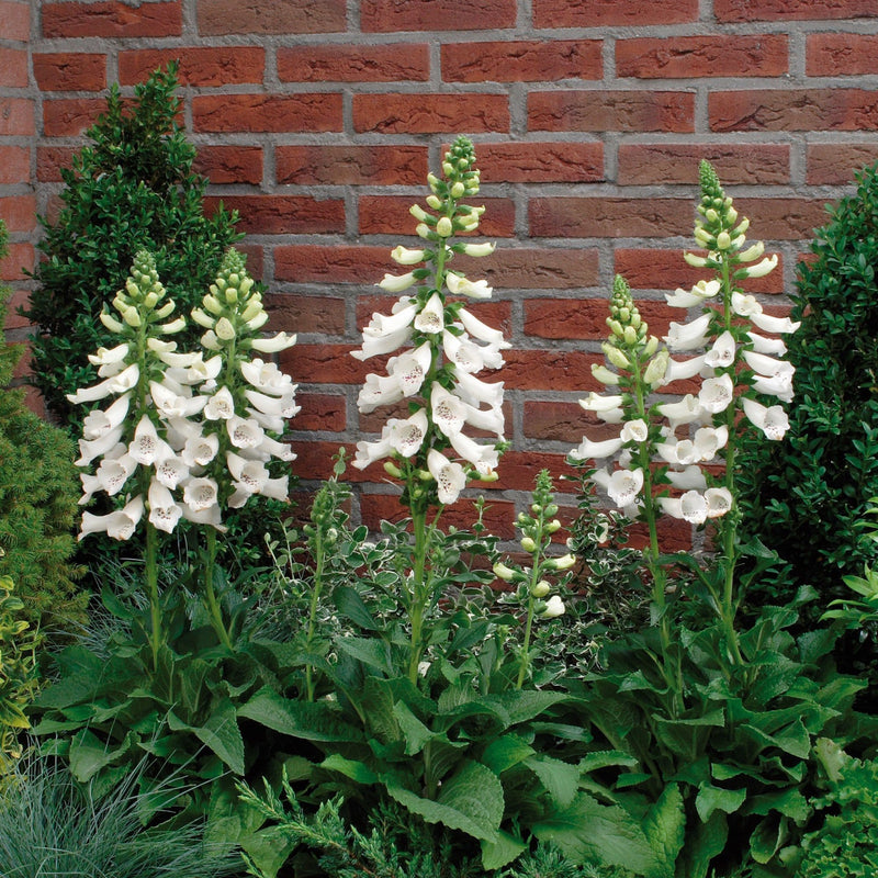 Foxglove 'Dalmatian White' | Digitalis | 3L Pot Perennial Bedding