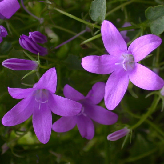 Campanula 'Sago' Perennial Bedding