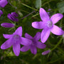 Campanula 'Sago' Perennial Bedding