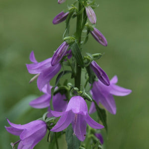Campanula 'Sago' Perennial Bedding