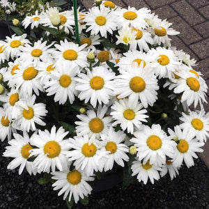 Leucanthemum 'Western Star Taurus' | Daisy Perennial Bedding