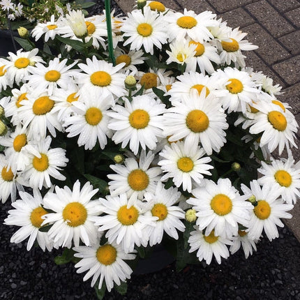 Leucanthemum 'Western Star Taurus' | Daisy Perennial Bedding