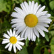 Leucanthemum 'Western Star Taurus' | Daisy | 3L Pot Perennial plants