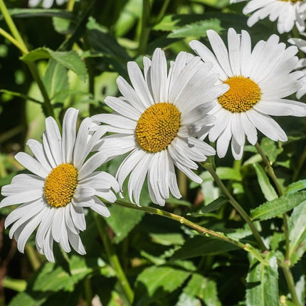Leucanthemum 'Western Star Taurus' | Daisy Perennial Bedding